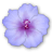 Lavender Hibiscus