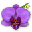 Orchid.gif