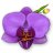 Orchid.gif